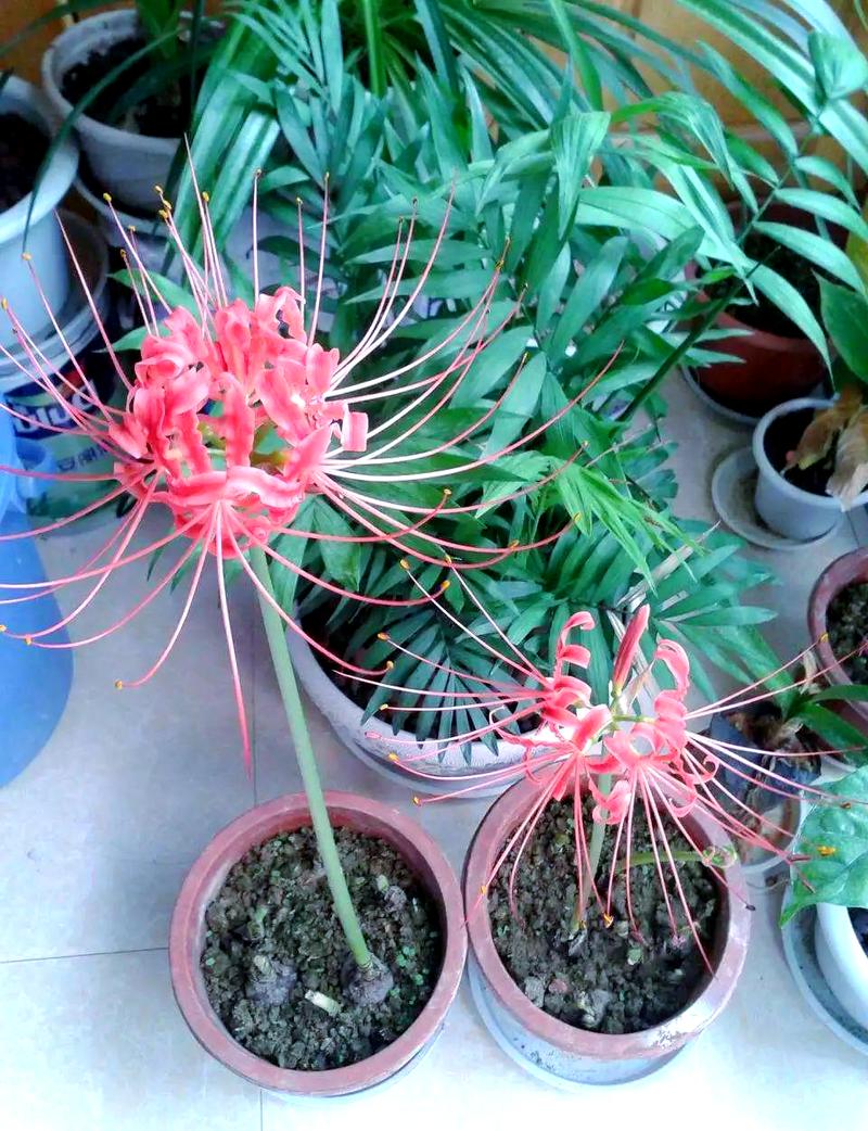 彼岸花有毒吗能碰吗，彼岸花是否有毒的植物，彼岸花有无毒？-第2张图片-优品飞百科