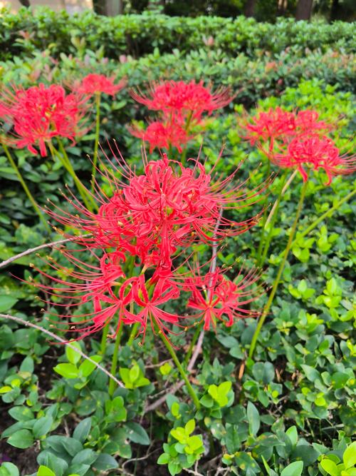 彼岸花有毒吗能碰吗，彼岸花是否有毒的植物，彼岸花有无毒？-第4张图片-优品飞百科