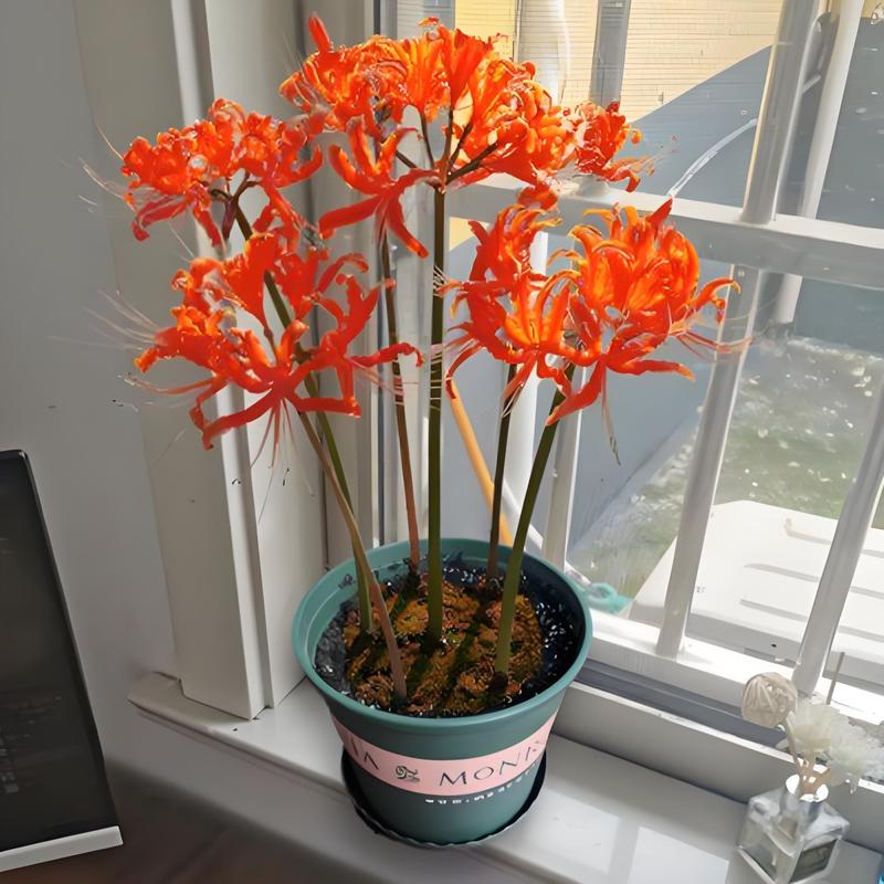 彼岸花有毒吗能碰吗，彼岸花是否有毒的植物，彼岸花有无毒？-第5张图片-优品飞百科