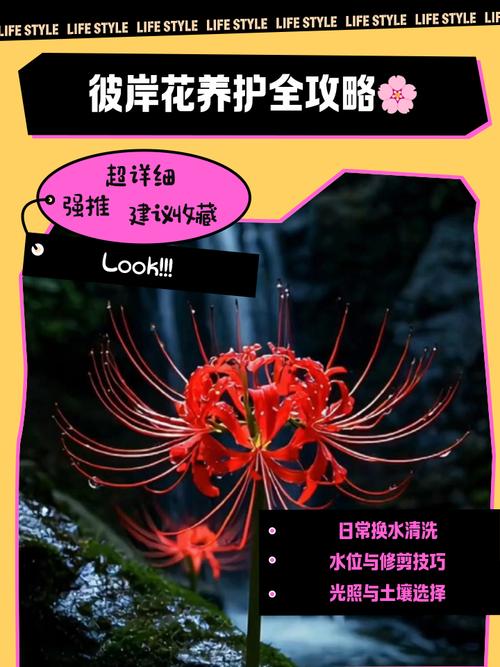 彼岸花有毒吗能碰吗，彼岸花是否有毒的植物，彼岸花有无毒？-第6张图片-优品飞百科