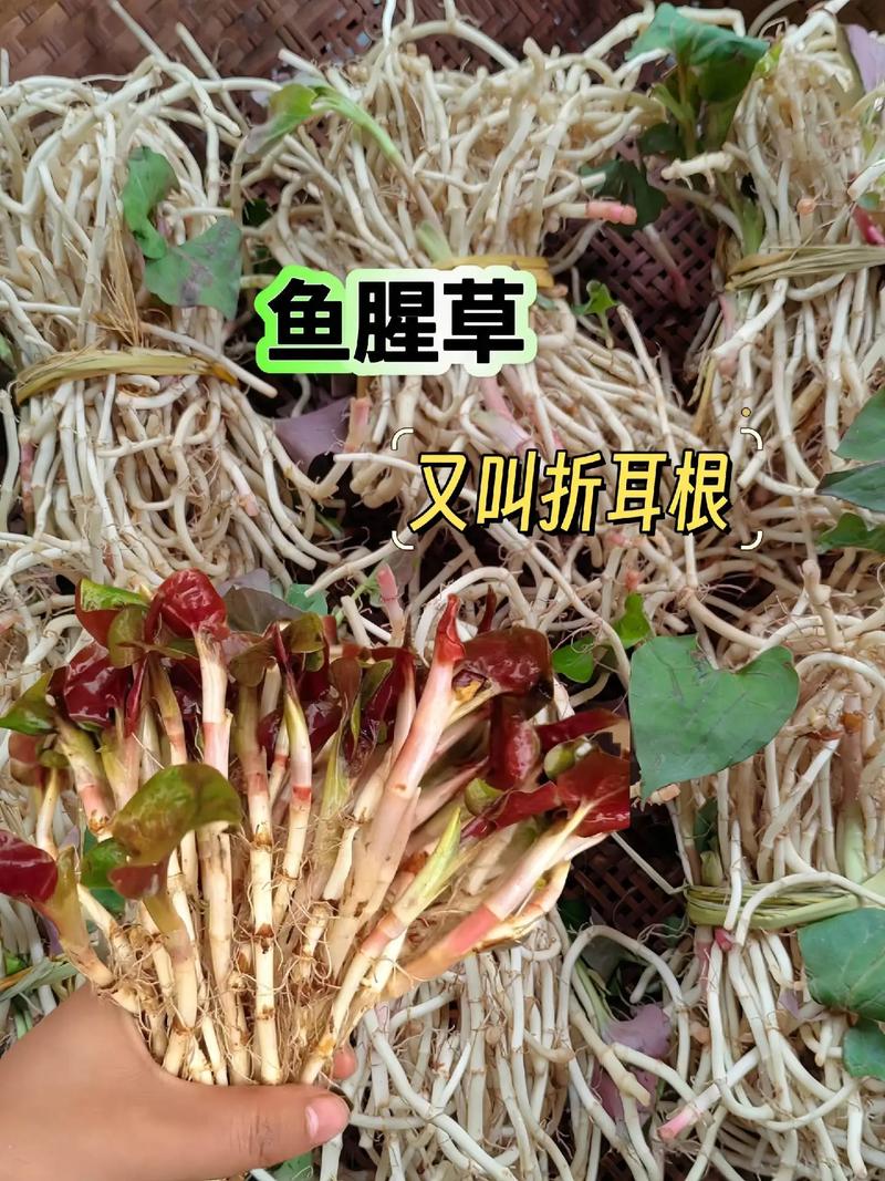 鱼腥草根煮水喝的功效，鱼腥草根泡茶喝的功效-第3张图片-优品飞百科