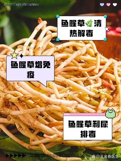 鱼腥草根煮水喝的功效，鱼腥草根泡茶喝的功效-第4张图片-优品飞百科