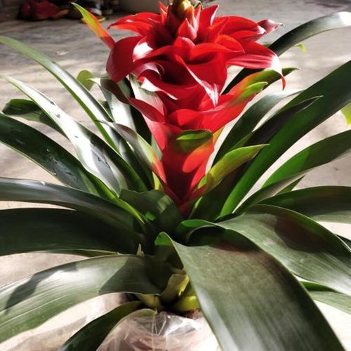 鸿运当头适合在室内养吗？鸿运当头适宜在室内养吗？-第2张图片-优品飞百科