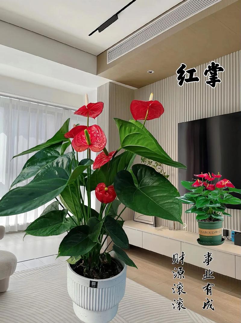 鸿运当头适合在室内养吗？鸿运当头适宜在室内养吗？-第3张图片-优品飞百科