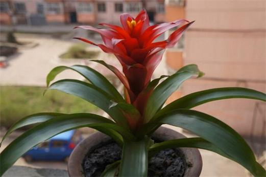 鸿运当头适合在室内养吗？鸿运当头适宜在室内养吗？-第4张图片-优品飞百科