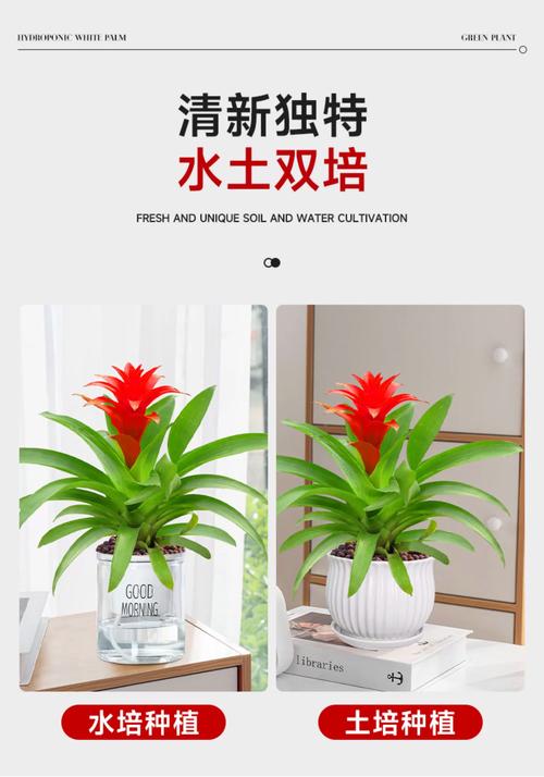 鸿运当头适合在室内养吗？鸿运当头适宜在室内养吗？-第6张图片-优品飞百科