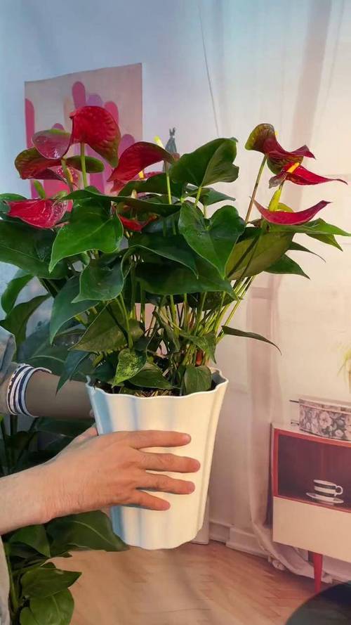 鸿运当头适合在室内养吗？鸿运当头适宜在室内养吗？-第5张图片-优品飞百科