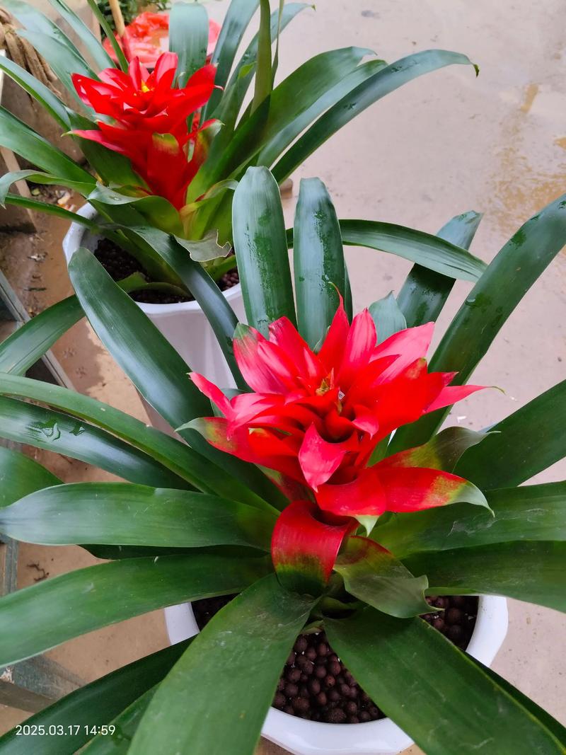 鸿运当头适合在室内养吗？鸿运当头适宜在室内养吗？-第7张图片-优品飞百科