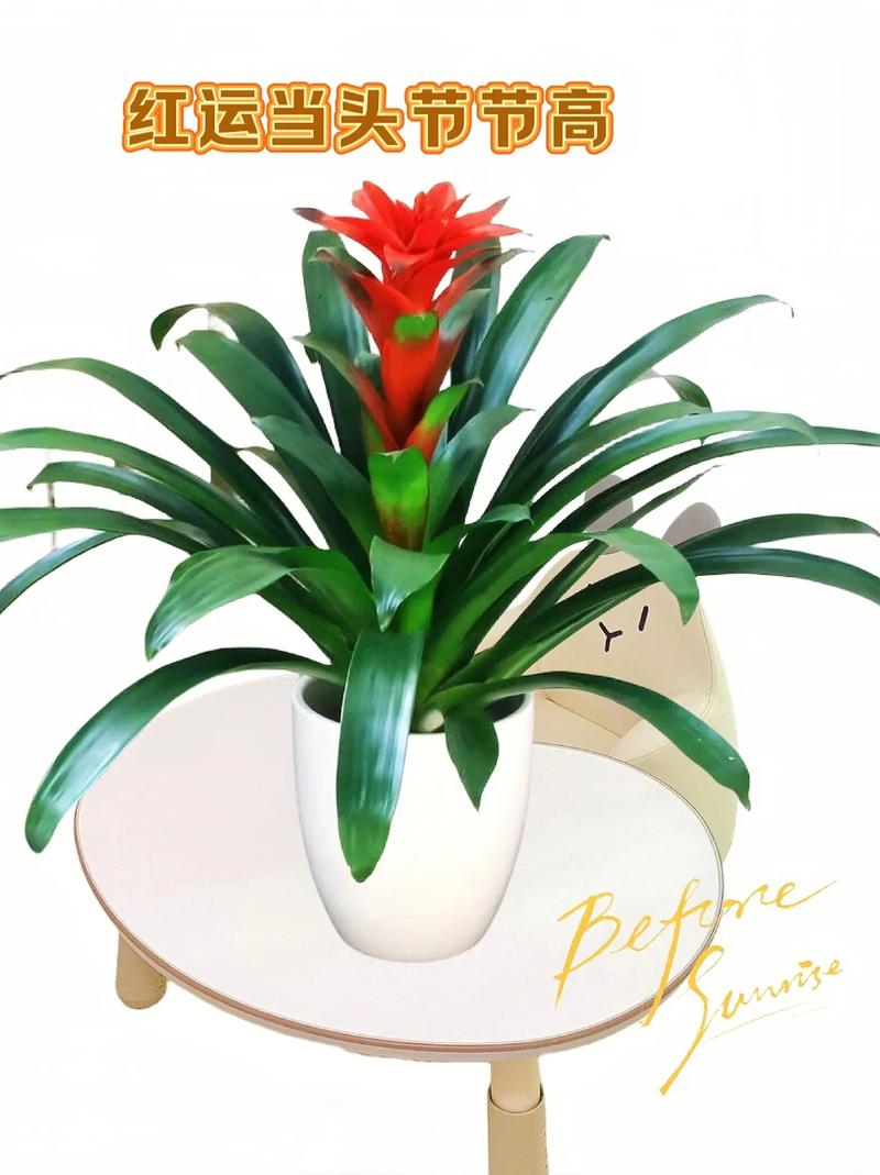 鸿运当头适合在室内养吗？鸿运当头适宜在室内养吗？-第8张图片-优品飞百科