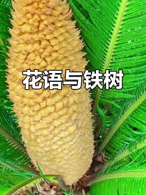 苏铁的花语和传说,苏铁类植物的图片?-第1张图片-优品飞百科 苏铁的花语和传说,苏铁类植物的图片?-第1张图片-优品飞百科