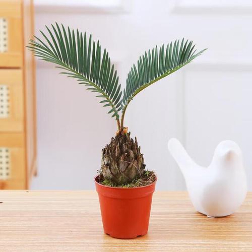 苏铁的花语和传说,苏铁类植物的图片?-第2张图片-优品飞百科 苏铁的花语和传说,苏铁类植物的图片?-第2张图片-优品飞百科