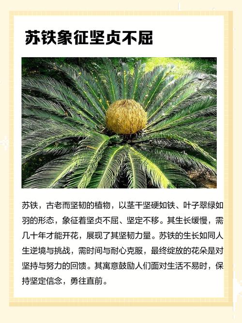 苏铁的花语和传说,苏铁类植物的图片?-第3张图片-优品飞百科 苏铁的花语和传说,苏铁类植物的图片?-第3张图片-优品飞百科