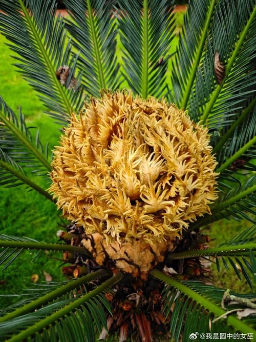 苏铁的花语和传说,苏铁类植物的图片?-第4张图片-优品飞百科 苏铁的花语和传说,苏铁类植物的图片?-第4张图片-优品飞百科