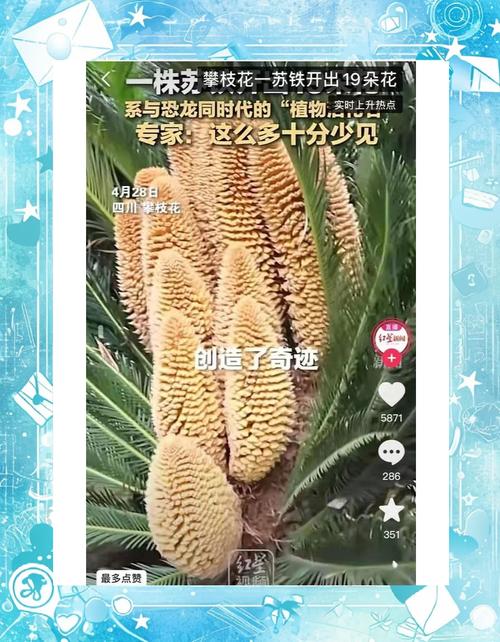 苏铁的花语和传说,苏铁类植物的图片?-第5张图片-优品飞百科 苏铁的花语和传说,苏铁类植物的图片?-第5张图片-优品飞百科