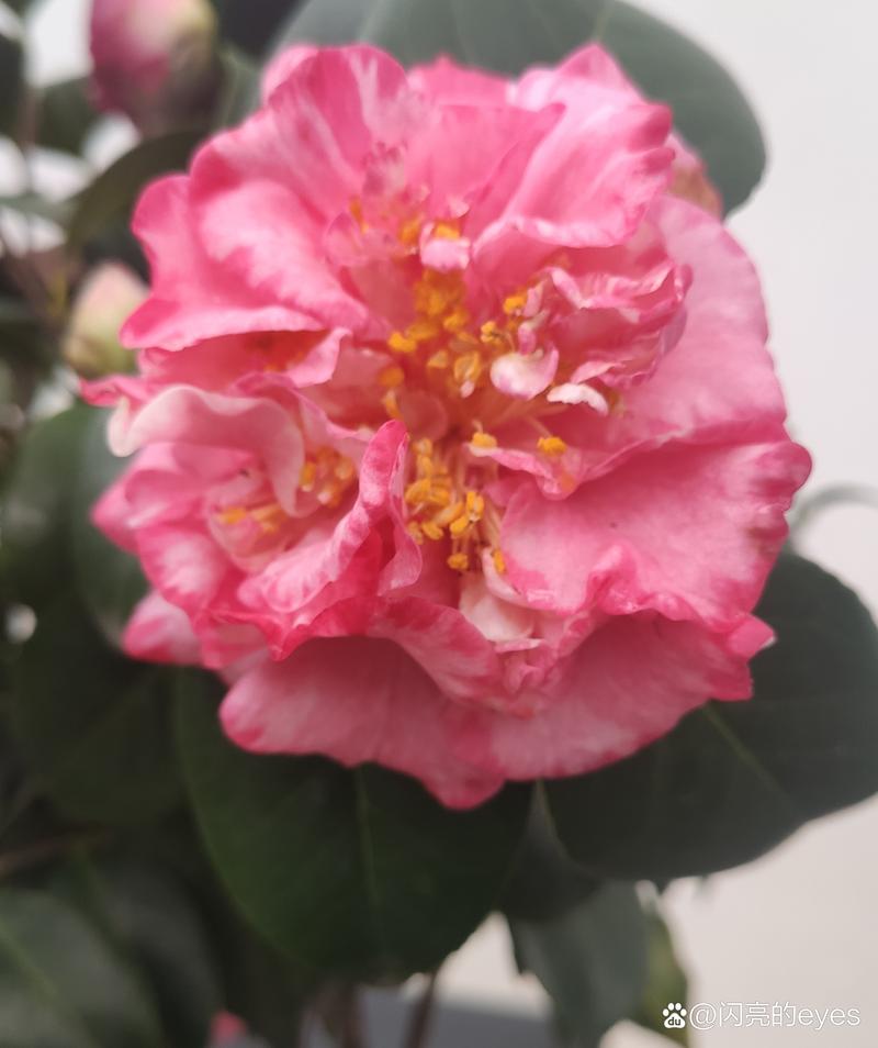 金华适合养什么花，市花和市树是什么，金华哪个花卉市场好？