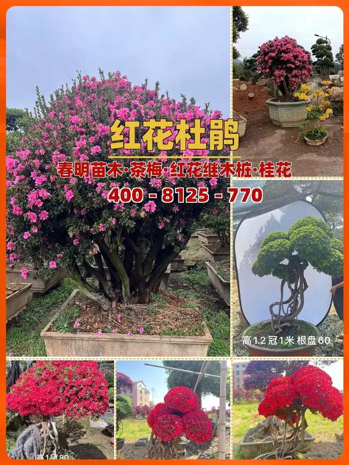 金华适合养什么花，市花和市树是什么，金华哪个花卉市场好？-第4张图片-优品飞百科