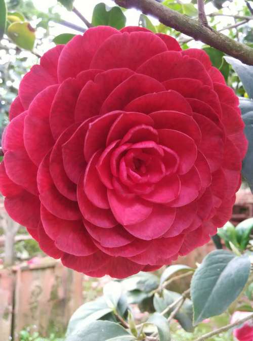 金华适合养什么花，市花和市树是什么，金华哪个花卉市场好？-第5张图片-优品飞百科