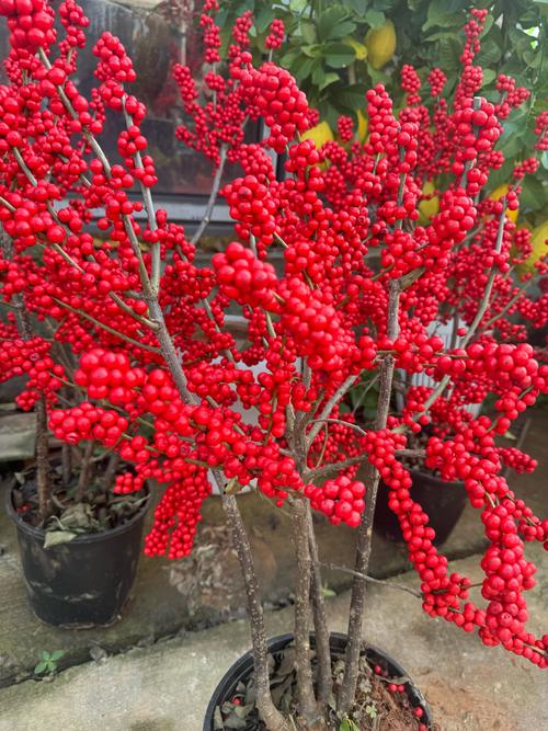 金华适合养什么花，市花和市树是什么，金华哪个花卉市场好？-第6张图片-优品飞百科