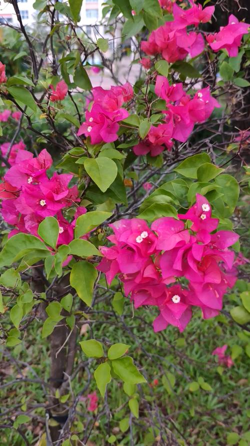 金华适合养什么花，市花和市树是什么，金华哪个花卉市场好？-第7张图片-优品飞百科