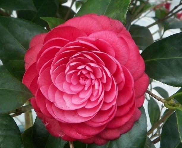 金华适合养什么花，市花和市树是什么，金华哪个花卉市场好？-第8张图片-优品飞百科