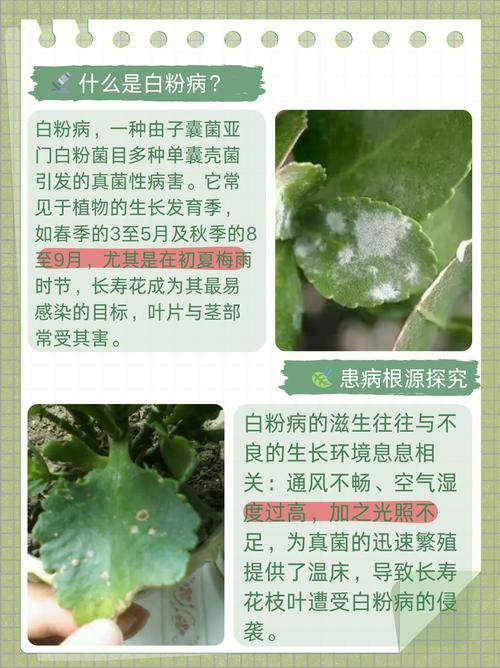 长寿花的功能与特效，长寿花有什么用途和功效？-第1张图片-优品飞百科