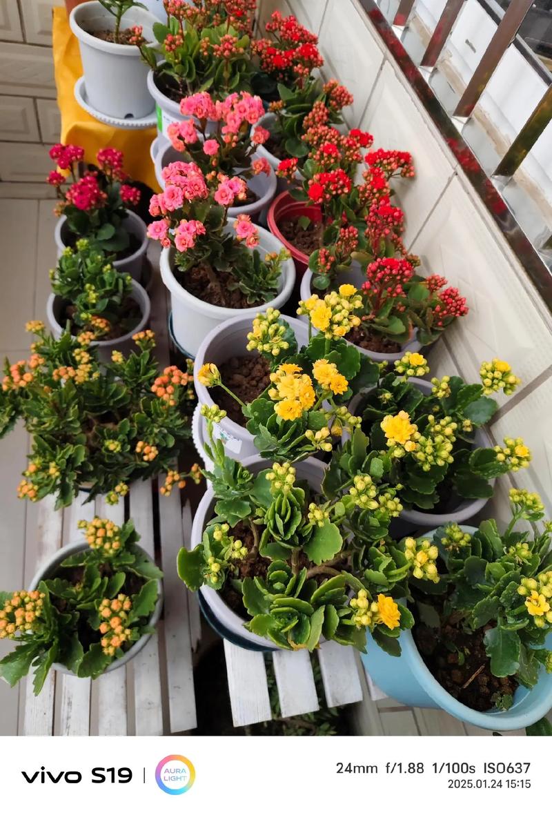 长寿花的功能与特效，长寿花有什么用途和功效？-第2张图片-优品飞百科