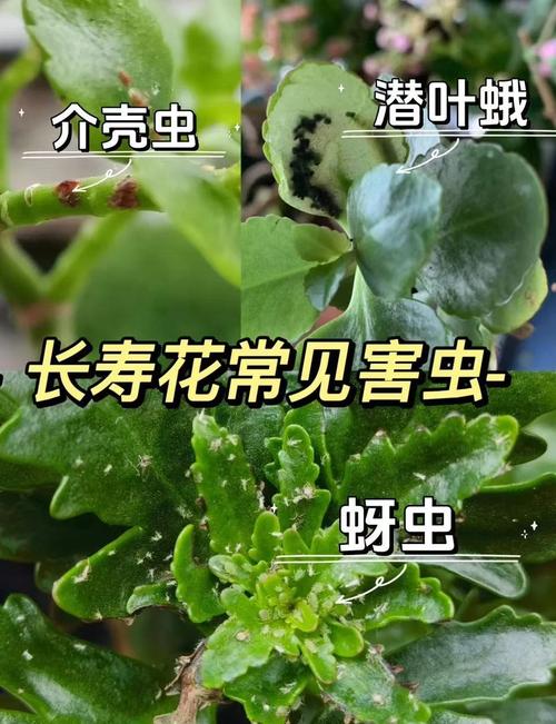长寿花的功能与特效，长寿花有什么用途和功效？-第3张图片-优品飞百科