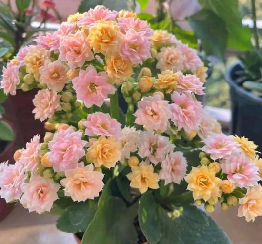 长寿花的功能与特效，长寿花有什么用途和功效？-第4张图片-优品飞百科