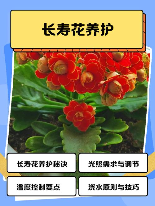 长寿花的功能与特效，长寿花有什么用途和功效？-第5张图片-优品飞百科