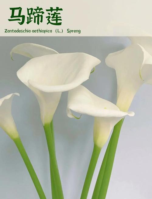 马蹄莲适合室内养吗？马蹄莲不进宅的原因？