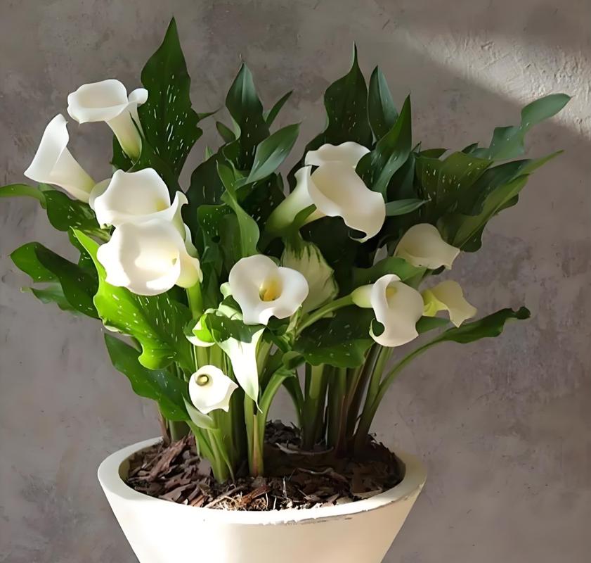 马蹄莲适合室内养吗？马蹄莲不进宅的原因？-第2张图片-优品飞百科