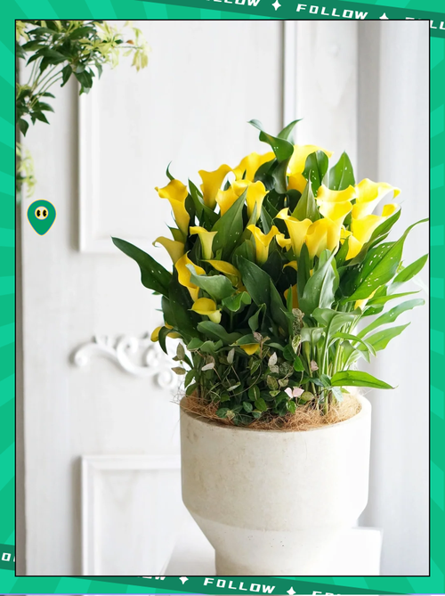 马蹄莲适合室内养吗？马蹄莲不进宅的原因？-第5张图片-优品飞百科