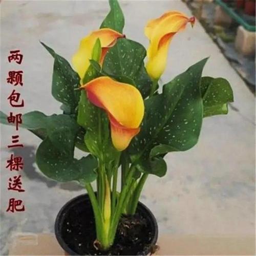 马蹄莲适合室内养吗？马蹄莲不进宅的原因？-第6张图片-优品飞百科