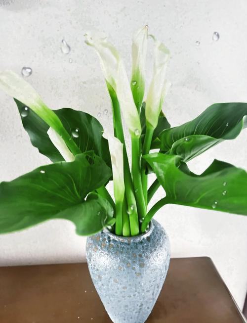 马蹄莲适合室内养吗？马蹄莲不进宅的原因？-第7张图片-优品飞百科