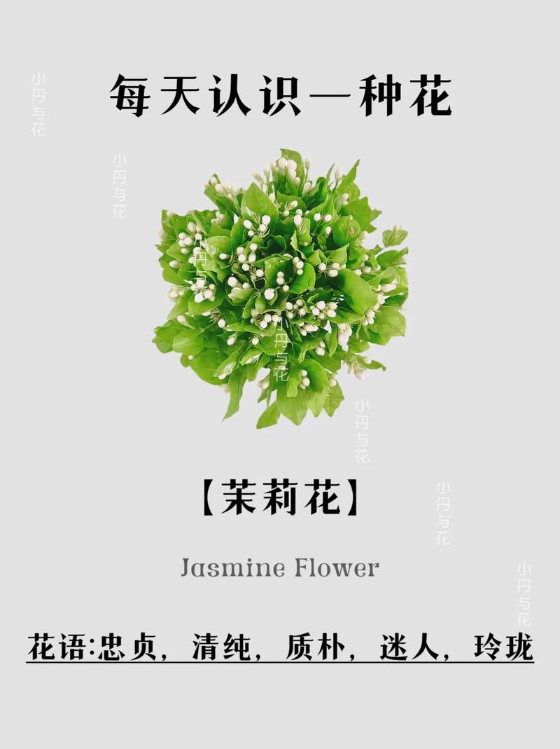 茉莉花花语？蓝色茉莉花花语？-第1张图片-优品飞百科