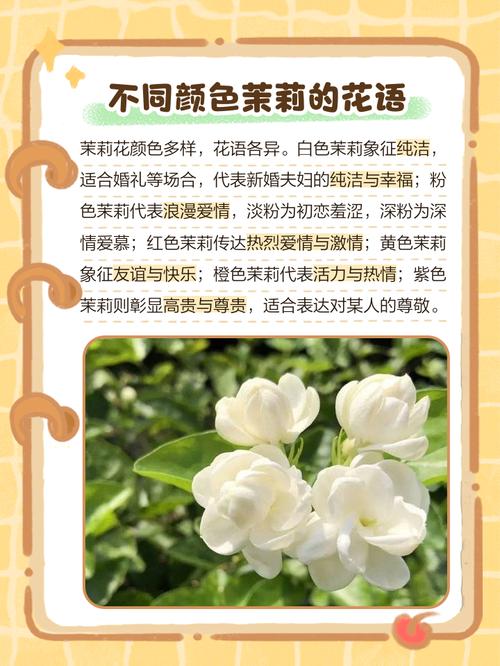茉莉花花语？蓝色茉莉花花语？-第3张图片-优品飞百科