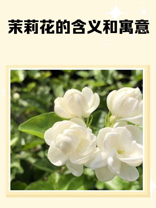 茉莉花花语？蓝色茉莉花花语？-第5张图片-优品飞百科