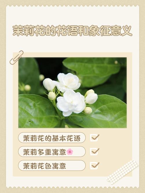 茉莉花花语？蓝色茉莉花花语？-第7张图片-优品飞百科