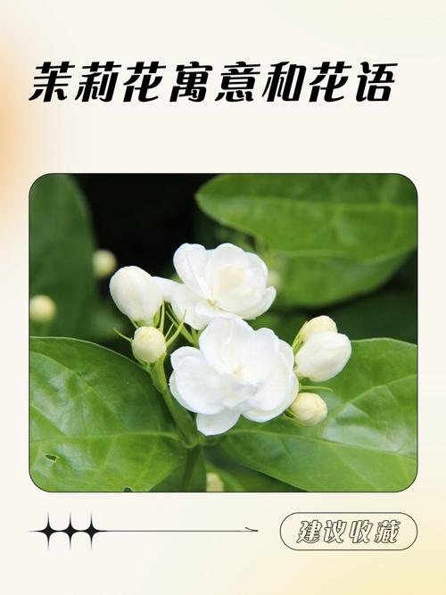茉莉花花语？蓝色茉莉花花语？-第8张图片-优品飞百科