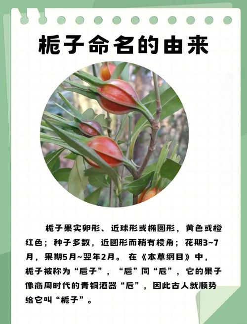 栀子花如何晒干食用，栀子花如何晒干食用比较好？-第1张图片-优品飞百科