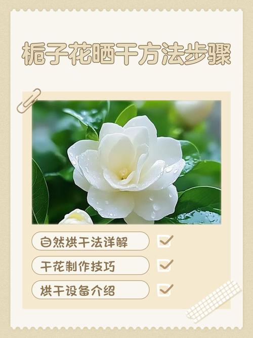 栀子花如何晒干食用，栀子花如何晒干食用比较好？-第2张图片-优品飞百科