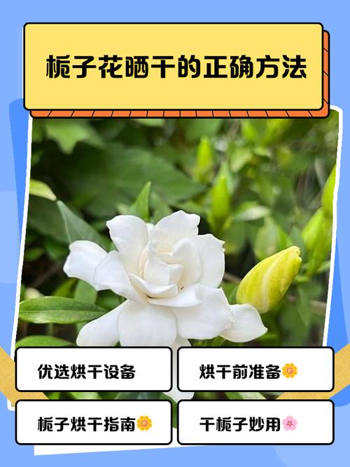 栀子花如何晒干食用，栀子花如何晒干食用比较好？-第6张图片-优品飞百科