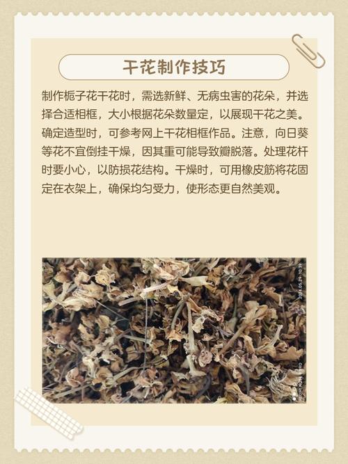 栀子花如何晒干食用，栀子花如何晒干食用比较好？-第7张图片-优品飞百科