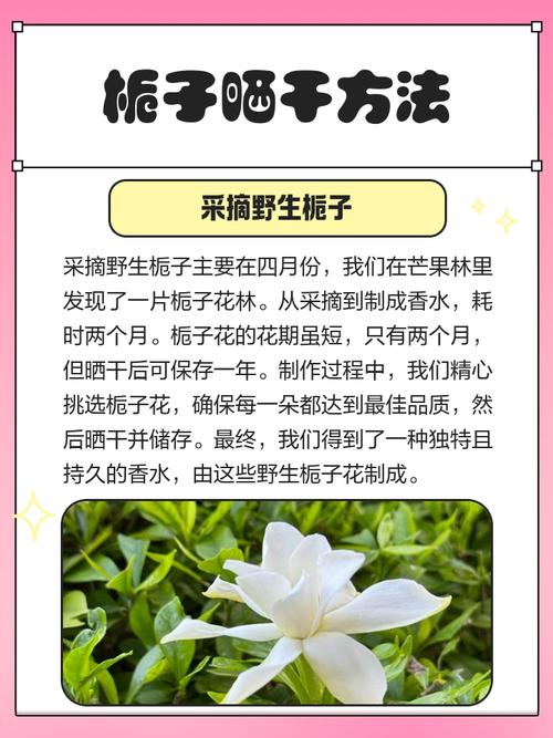 栀子花如何晒干食用，栀子花如何晒干食用比较好？-第8张图片-优品飞百科