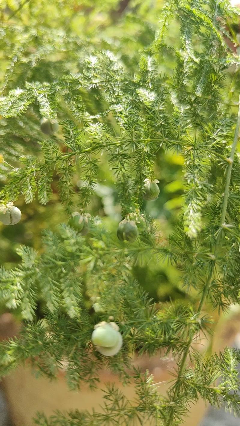 文竹开花吗，文竹图片，文竹开花了好不好