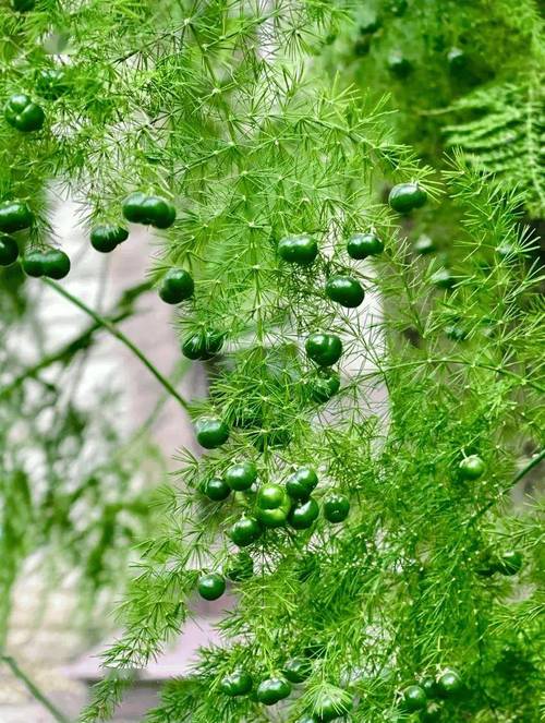 文竹开花吗，文竹图片，文竹开花了好不好-第2张图片-优品飞百科