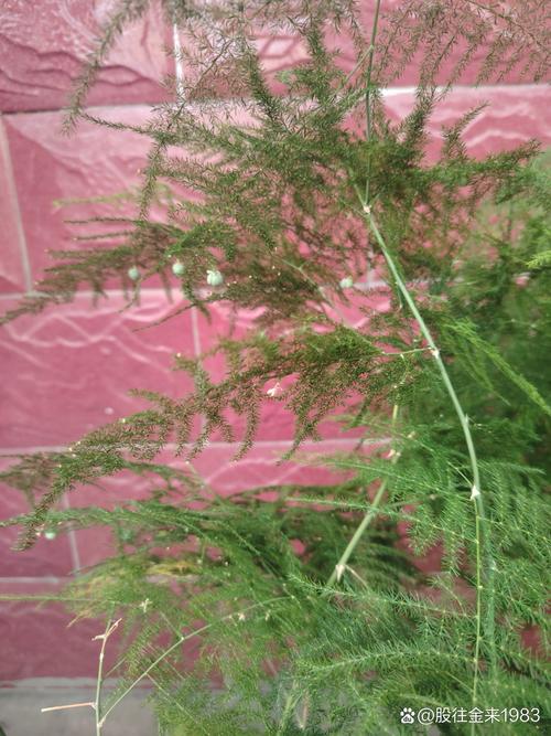 文竹开花吗，文竹图片，文竹开花了好不好-第3张图片-优品飞百科