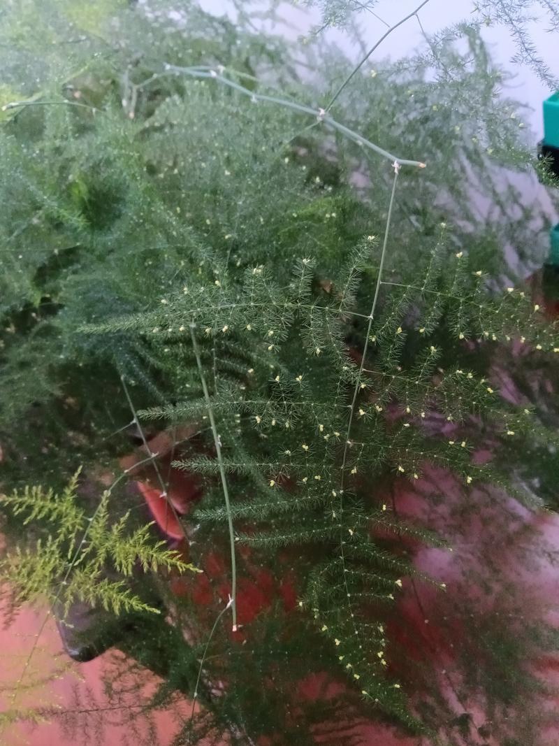 文竹开花吗，文竹图片，文竹开花了好不好-第4张图片-优品飞百科