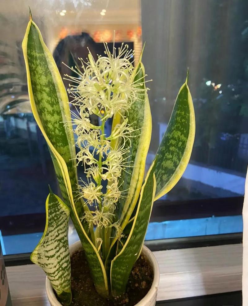 文竹开花吗，文竹图片，文竹开花了好不好-第5张图片-优品飞百科