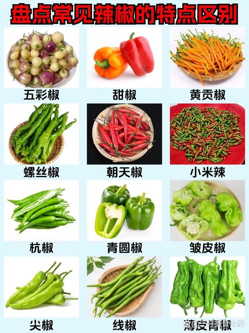 中国八大辣椒品种，中国八大辣椒品种图片-第2张图片-优品飞百科